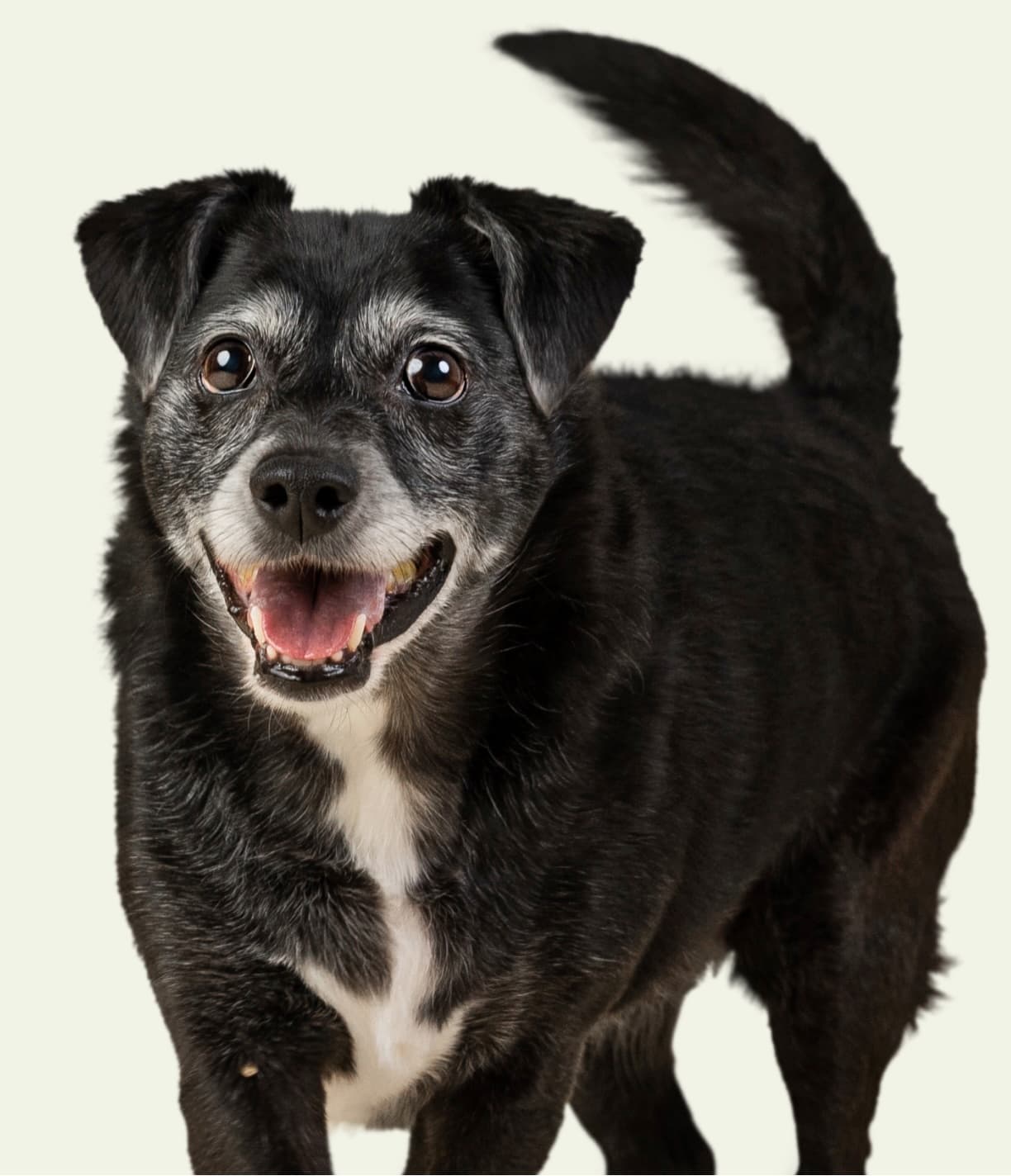 Harper the smiling dog