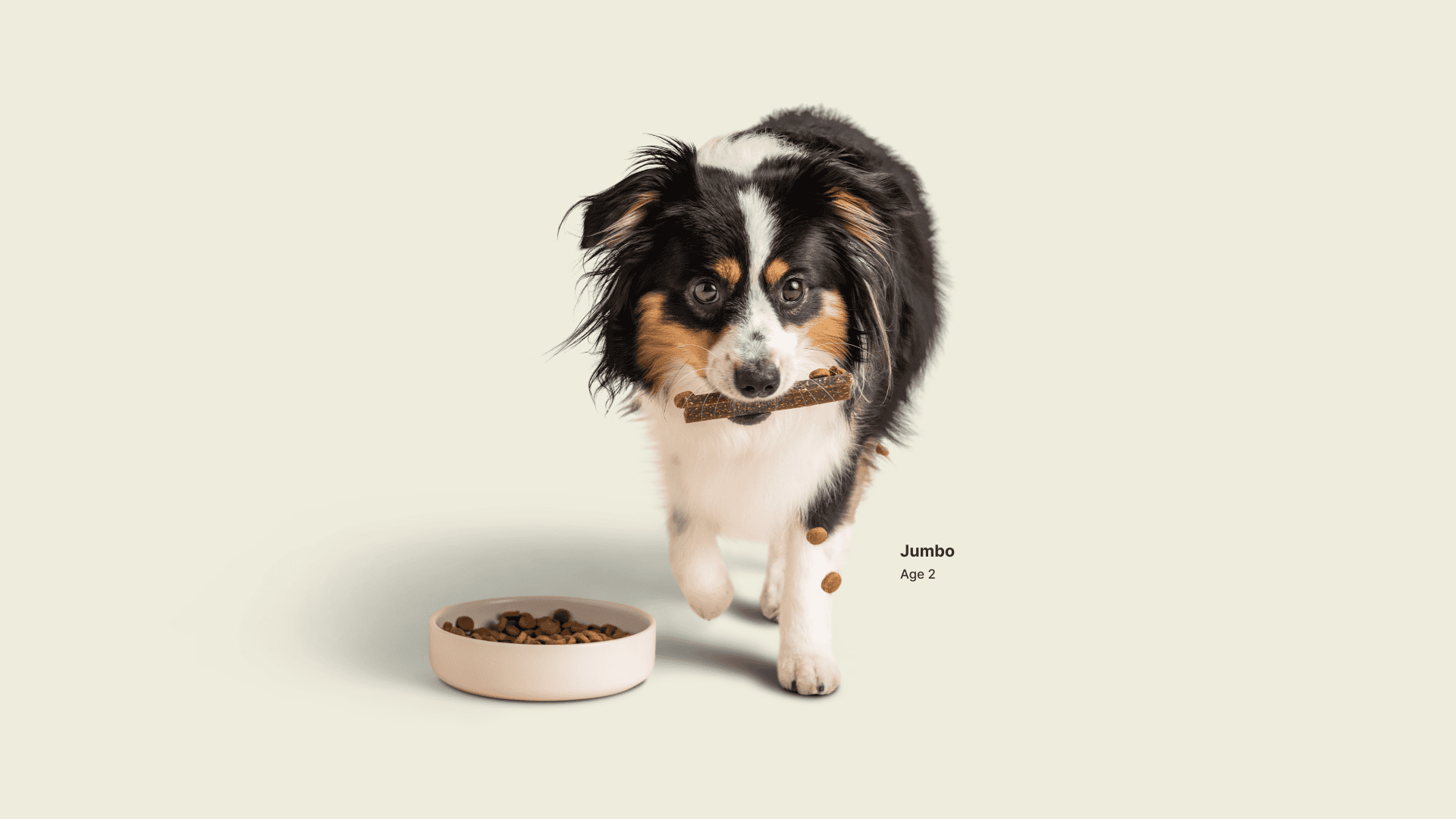 Cover Image for Can science actually make your dog live longer? — the Purina study