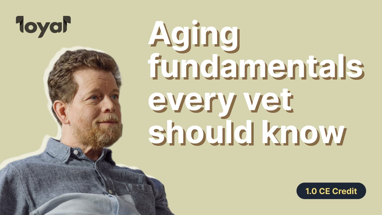 Dog longevity 101: Aging fundamentals that every vet should know