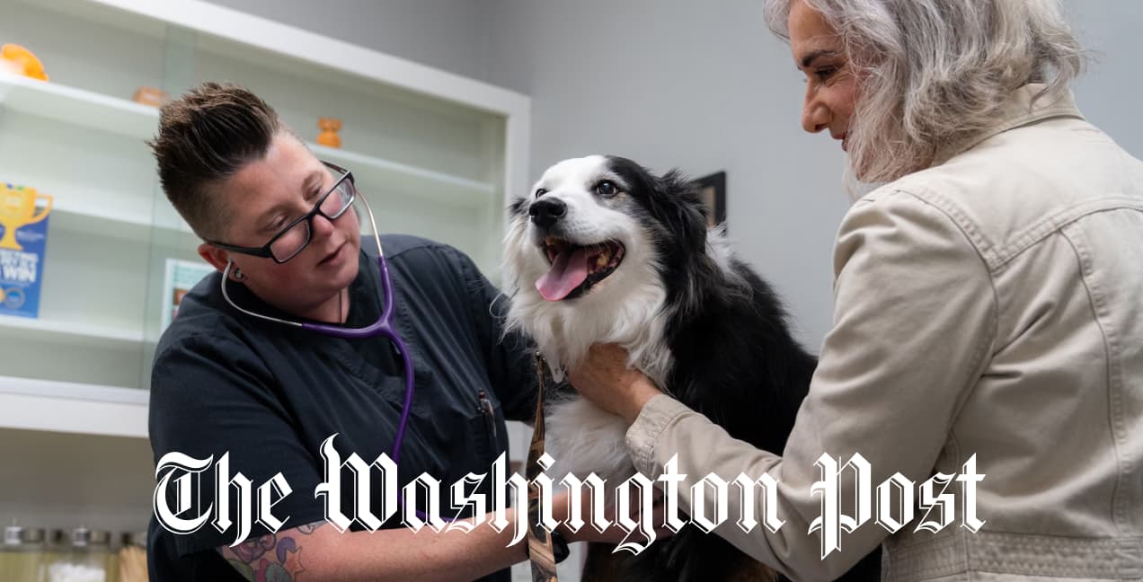Antiaging pill for dogs clears key FDA hurdle article thumbnail