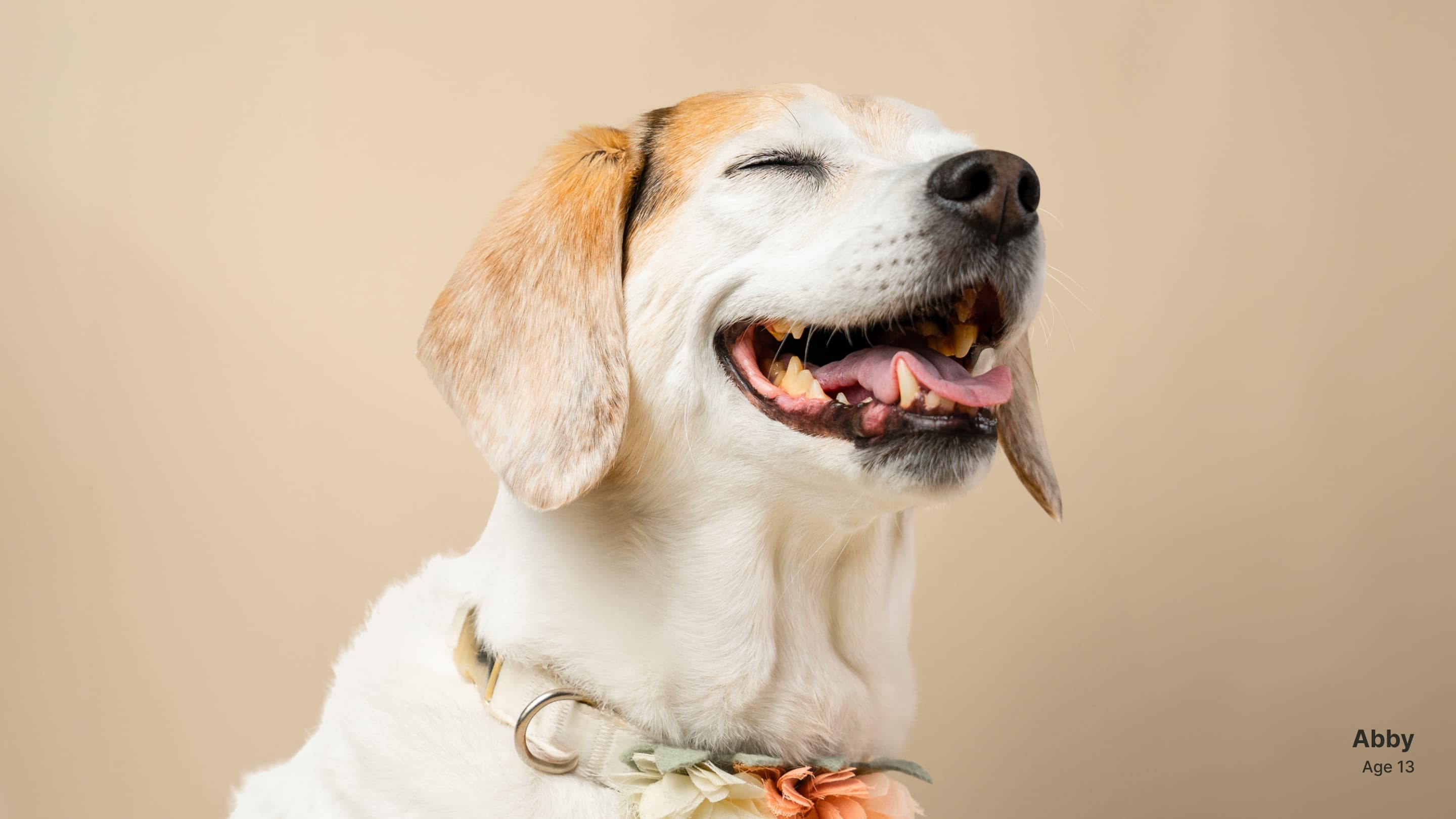 Cover Image for Loyal’s Series C: $100M to advance the first longevity drug 