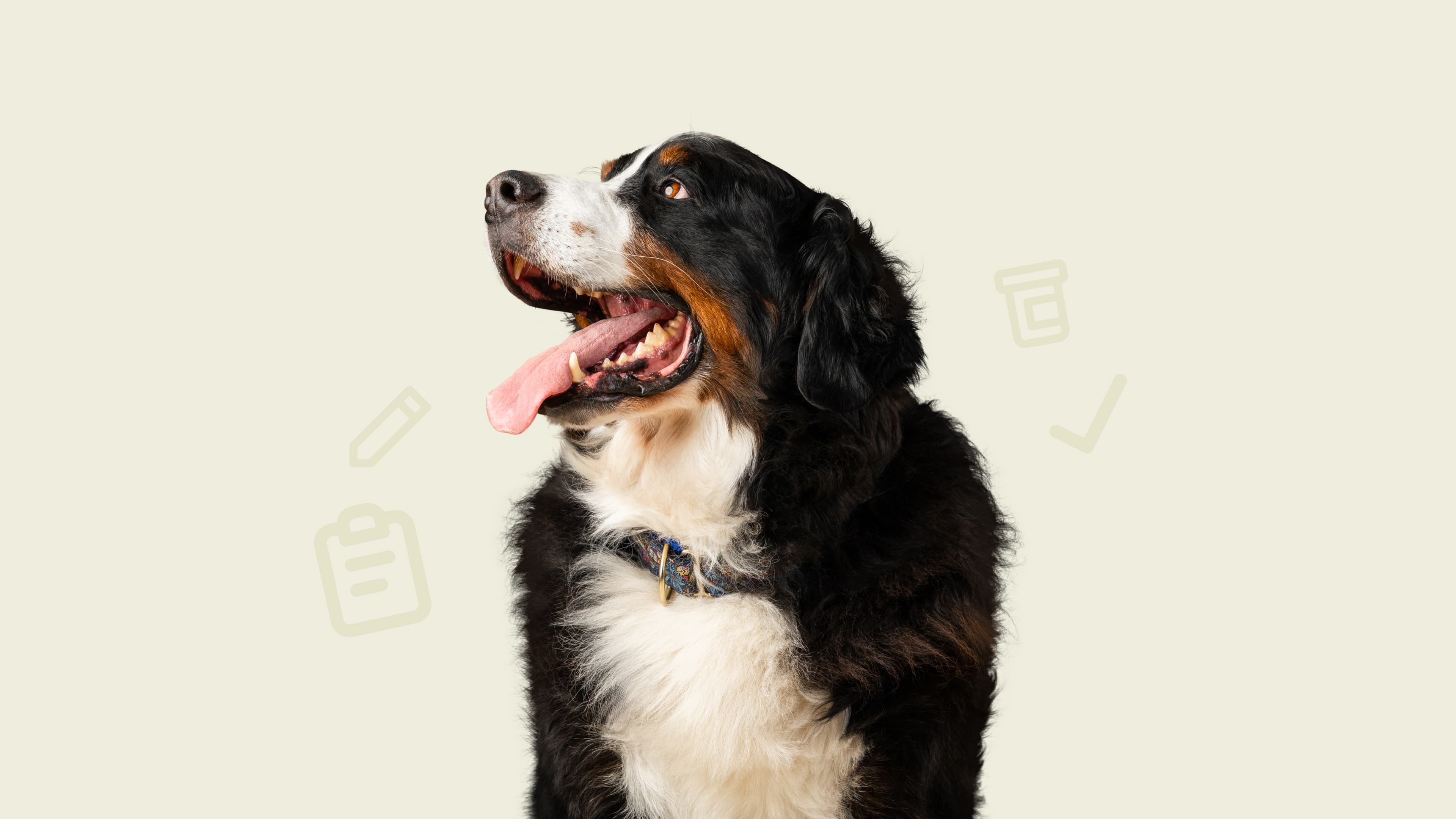Cover Image for Publication highlight: What lab values tell us about dogs’ frailty and quality of life