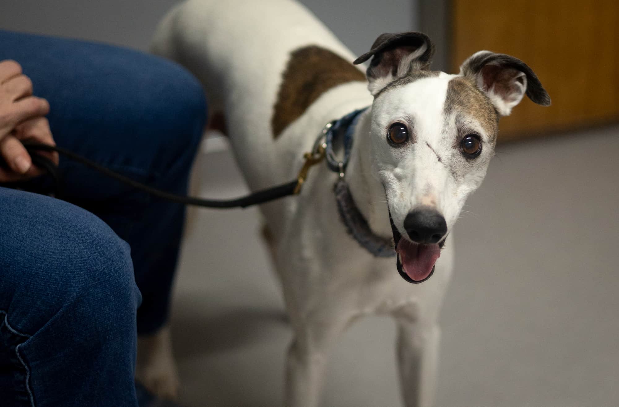 Cover Image for Meet Boo — the first dog dosed in our LOY-002 pivotal study for extending healthy lifespan in dogs of nearly all sizes