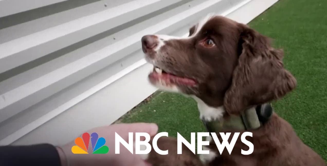 New pill could help dogs live longer article thumbnail