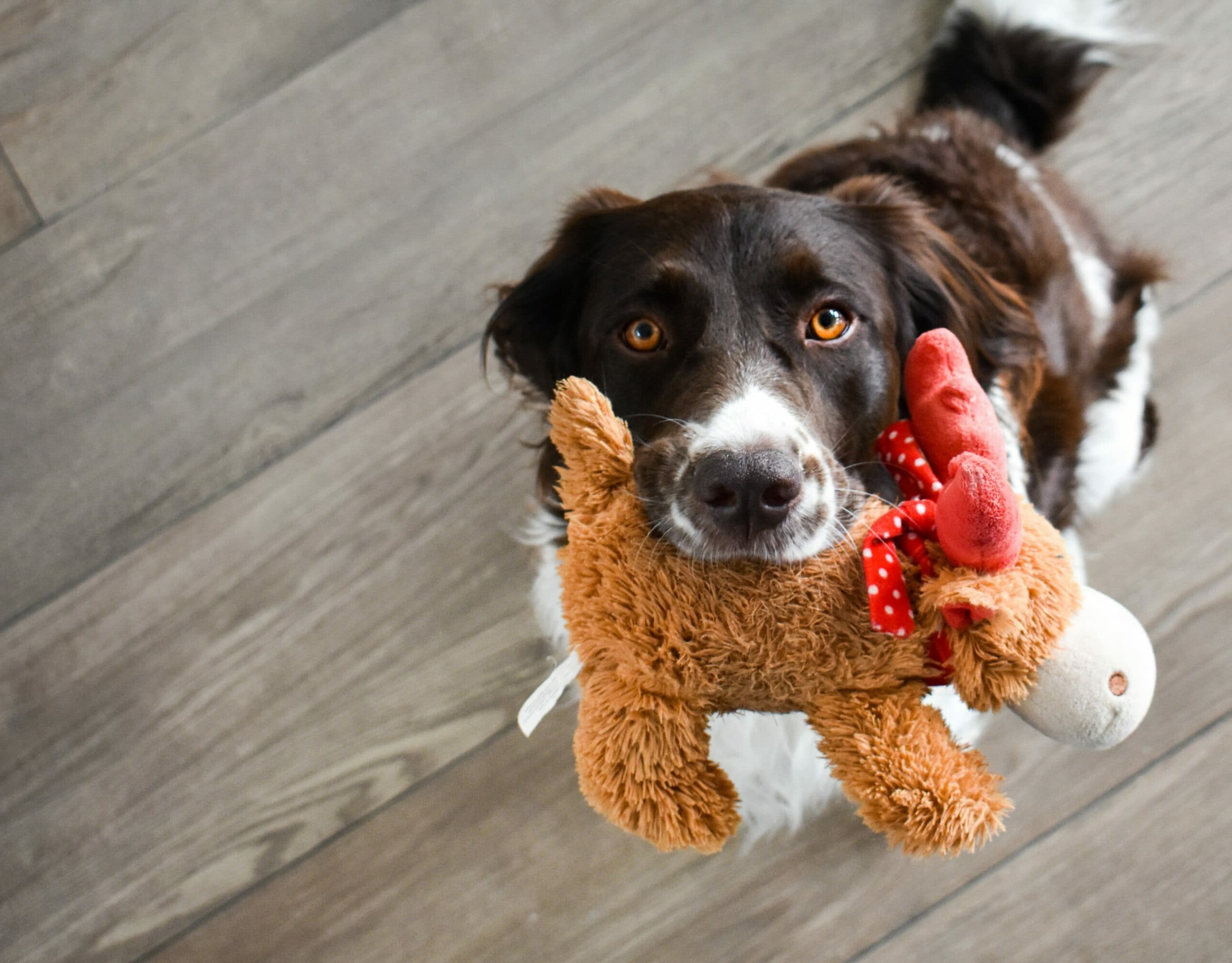 Cover Image for Dog enrichment activities: Healthy brains and happy dogs