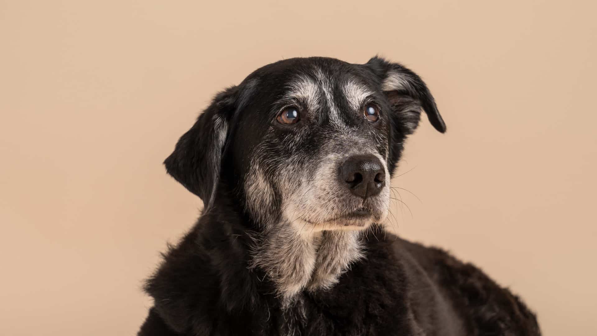 Cover Image for Vet education recap: Resources for canine geriatric medicine