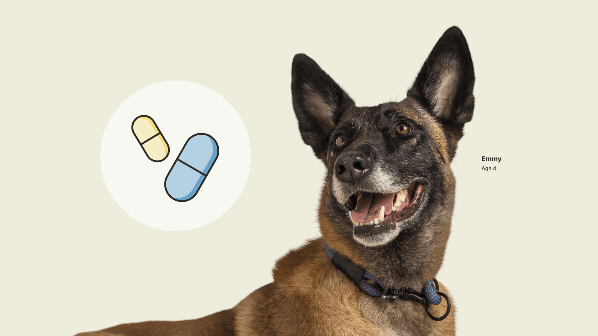 Cover Image for Drugs and dietary supplements for dogs: What’s the difference?