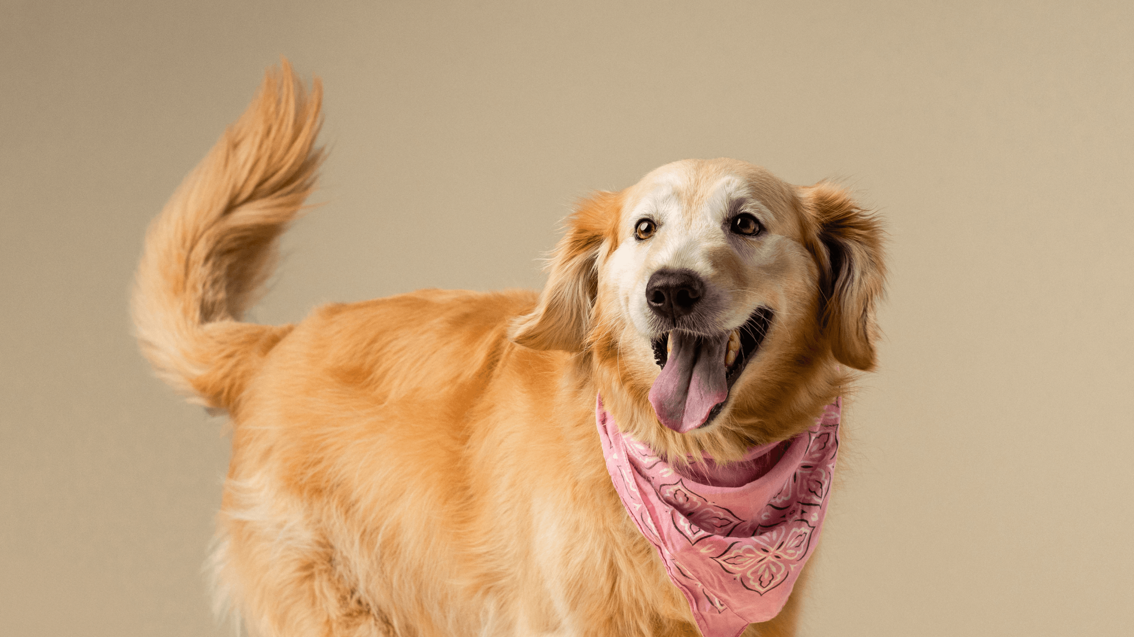 Cover Image for One step closer to a dog longevity drug: What LOY-002’s safety milestone means to a practicing vet