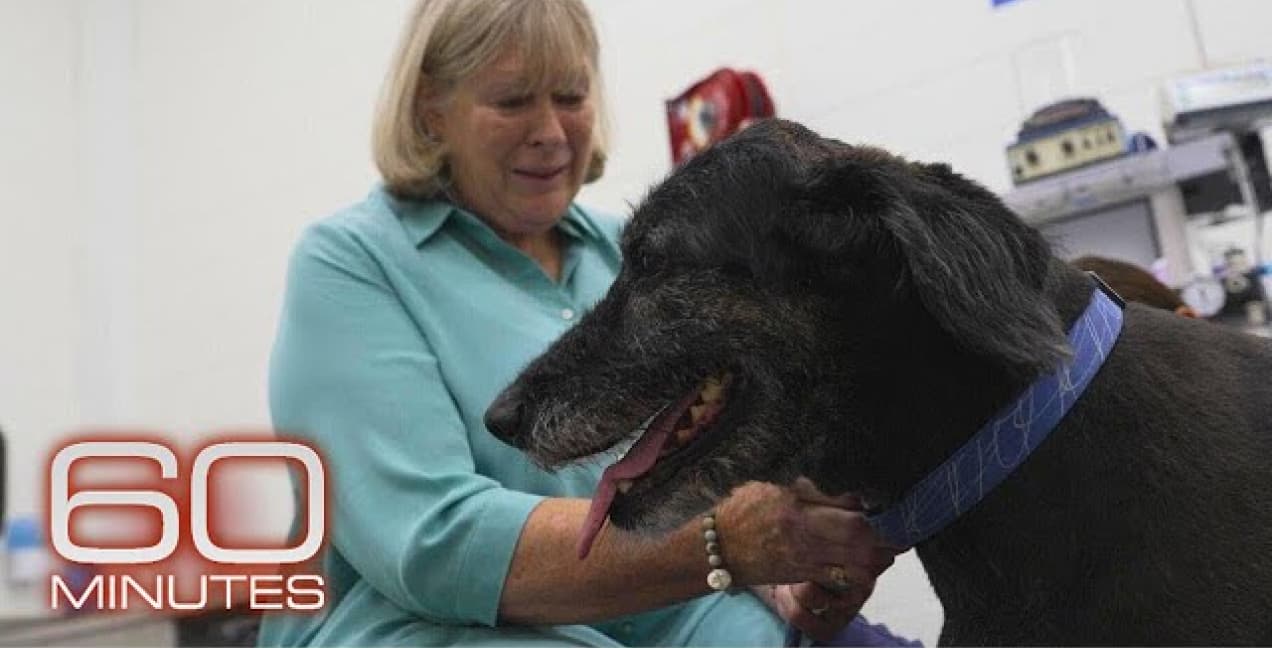 Studying dogs may reveal path to longer, healthier life for dogs, humans article thumbnail