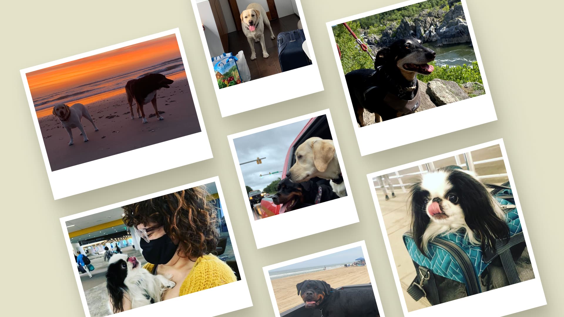 Cover Image for 6 tips for traveling with your (senior) dog this holiday season