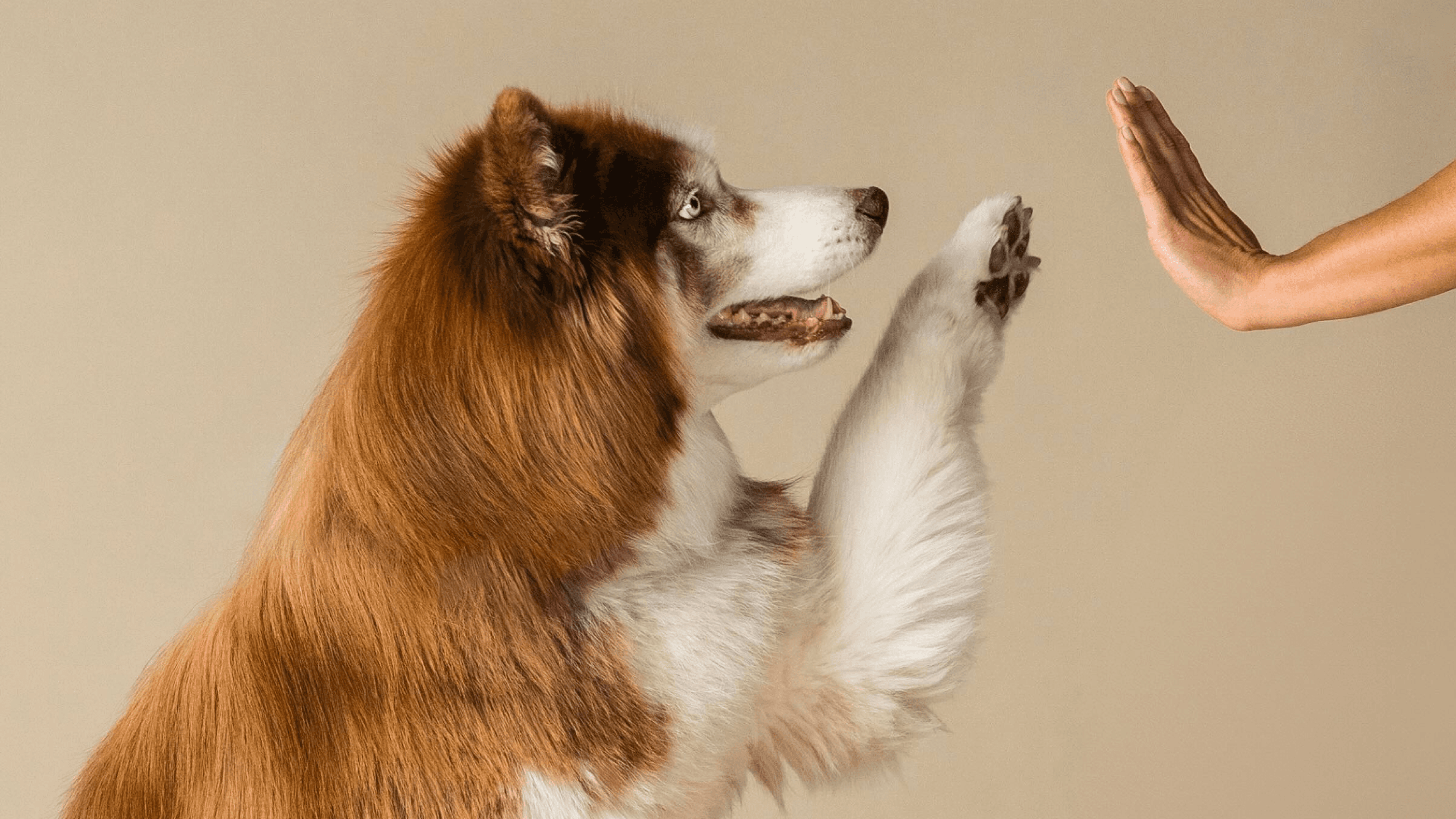 Cover Image for The STAY study finishes enrollment: A big day for dog-kind!
