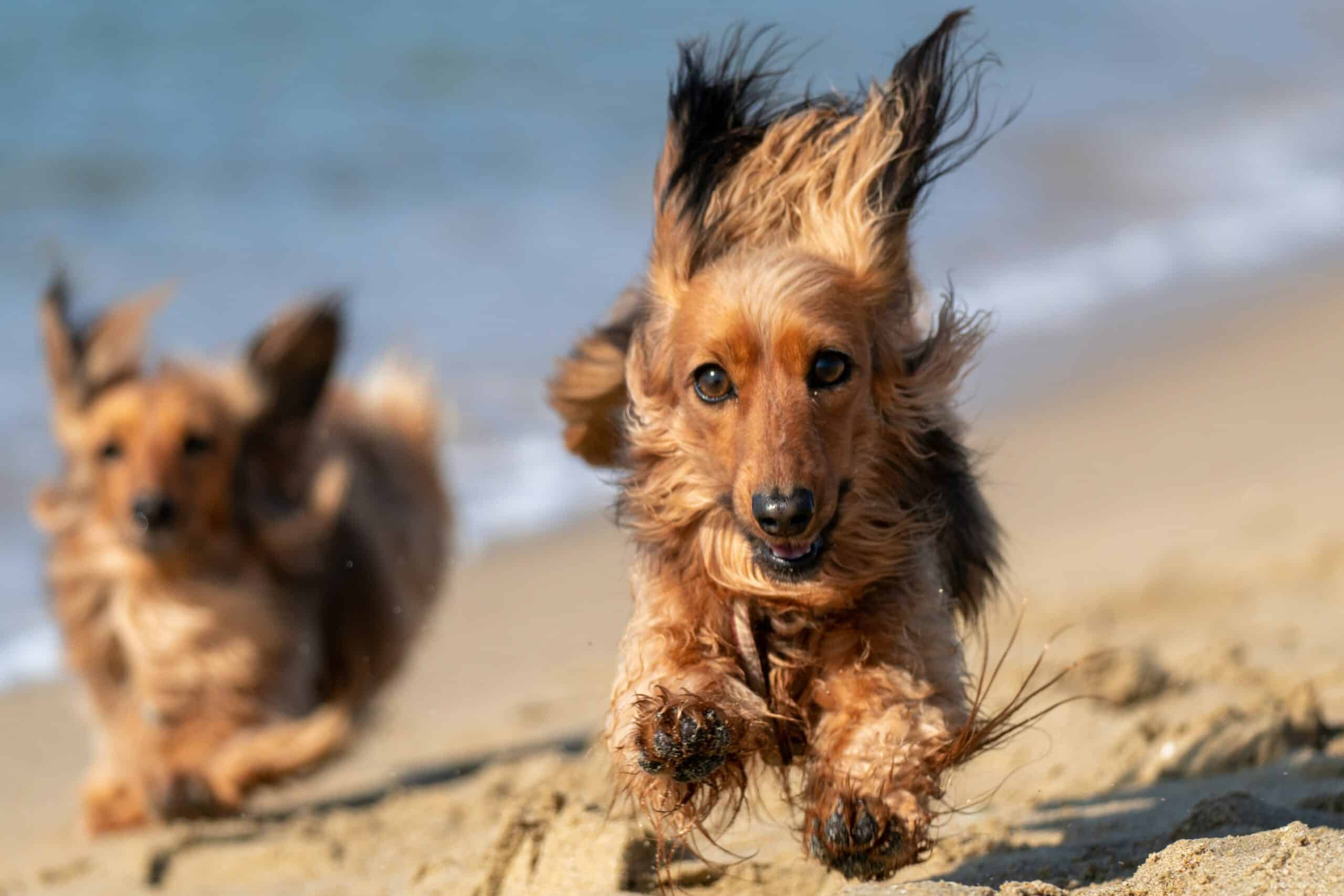 Cover Image for How movement and exercise in dogs promotes longevity and healthier aging