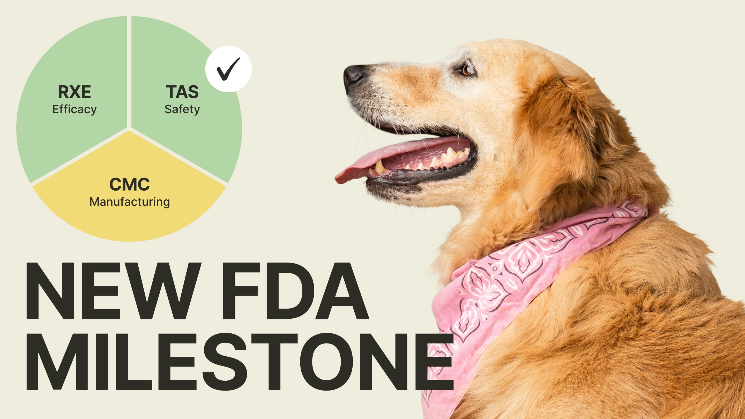 Cover Image for Loyal Receives FDA Acceptance of Safety Package for Senior Dog Lifespan Extension Drug