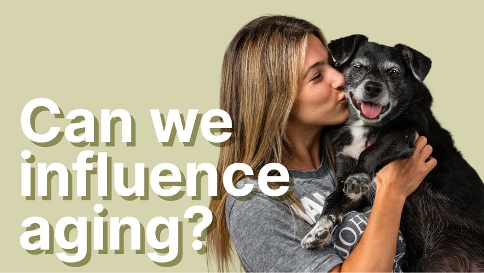 Crash course: Can we influence aging? Learn the fundamentals of aging in dogs