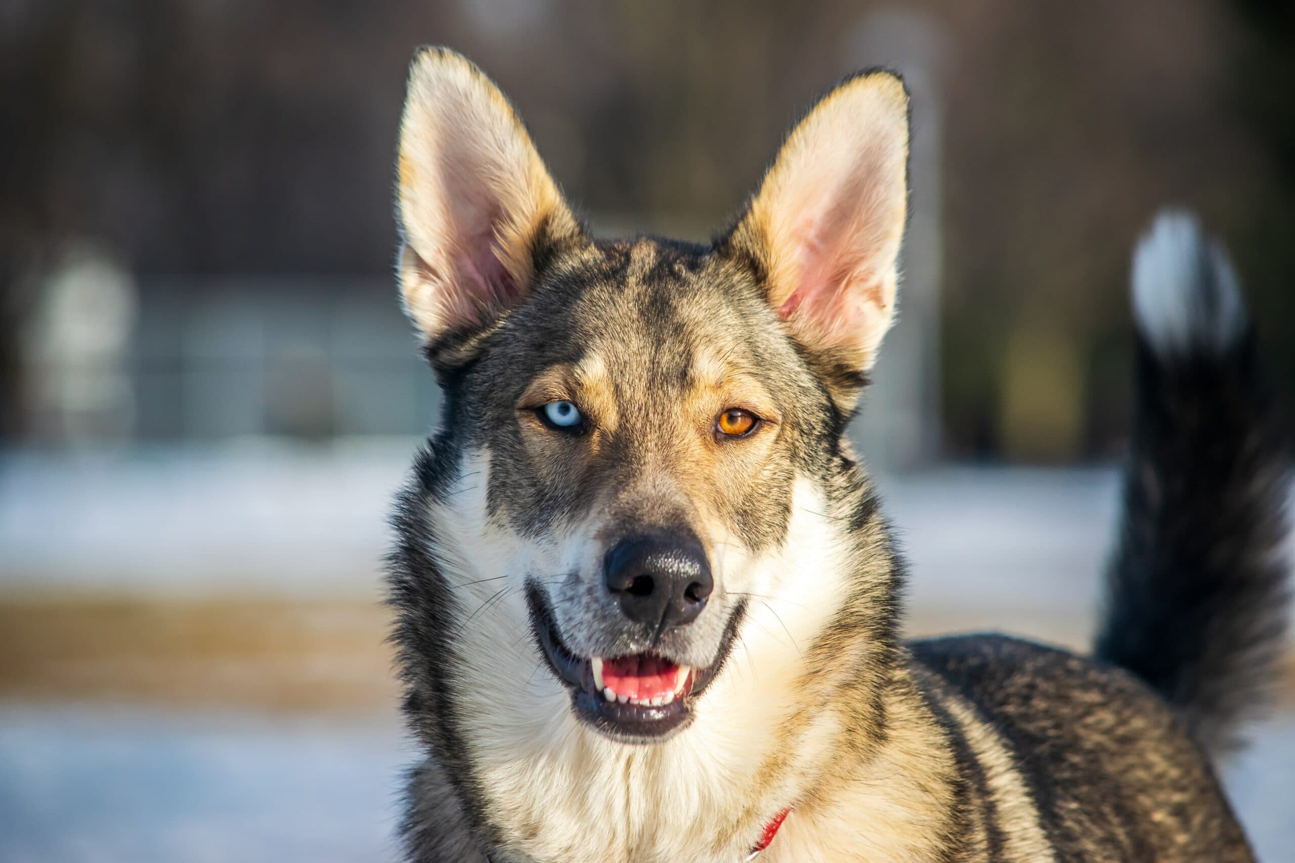 Cover Image for The Canine 39: An encyclopedia of your dog’s genome