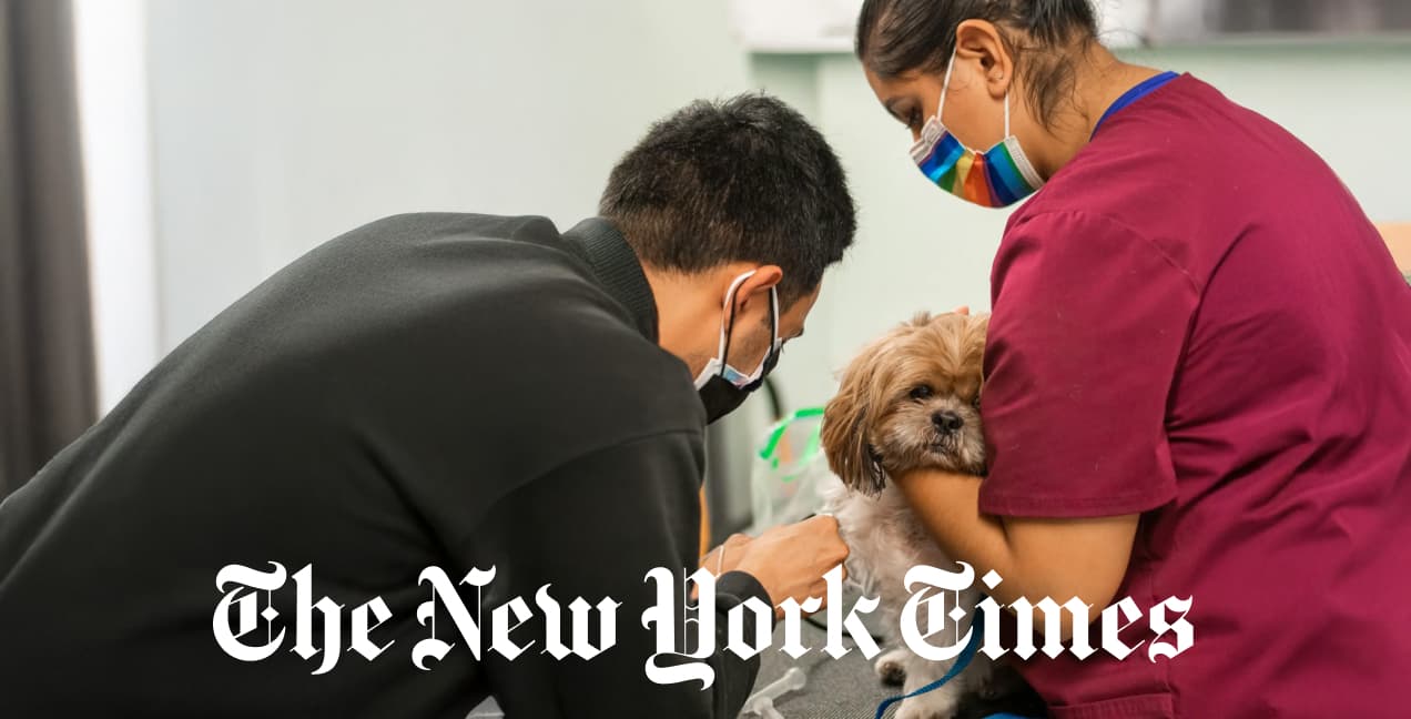 Could a Drug Give Your Pet More Dog Years? article thumbnail