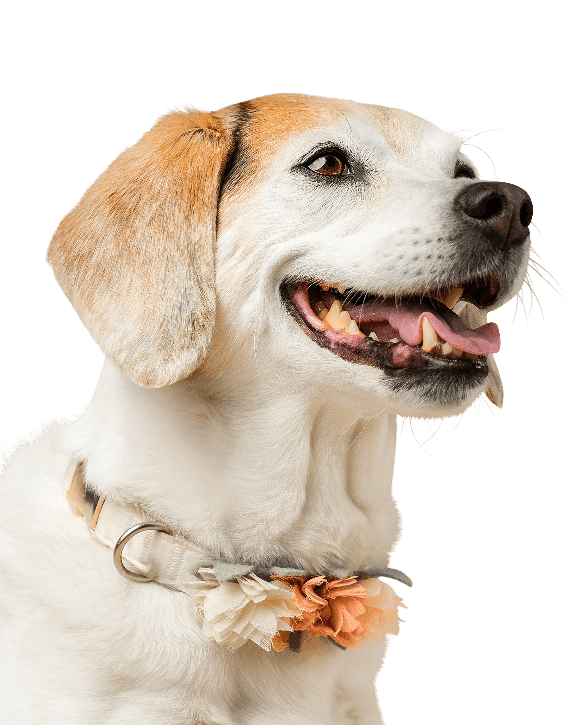 Abby, a Beagle mix, age 13