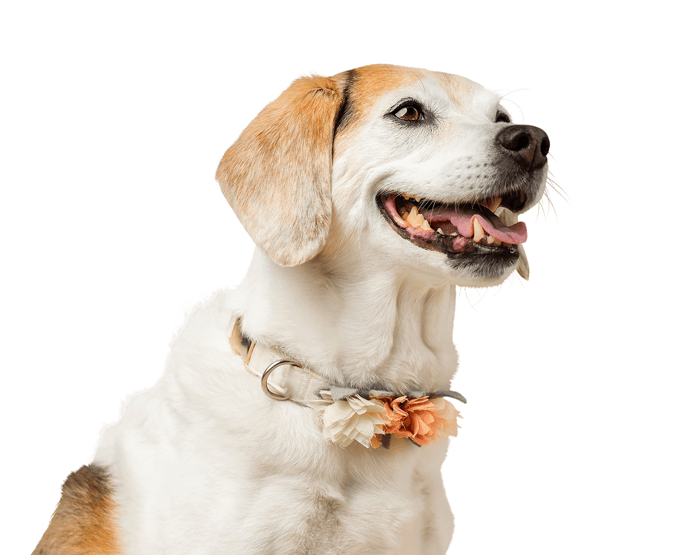 Abby, a Beagle mix, age 13