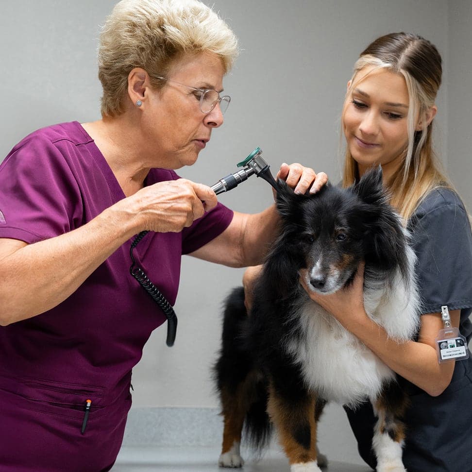 Veterinarian with a golden retriever