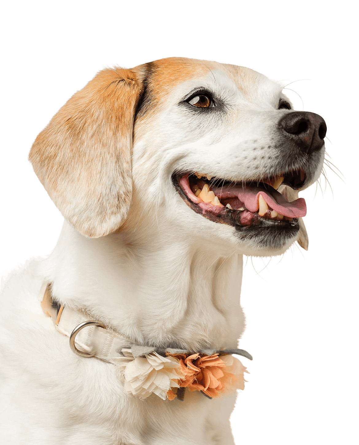 Abby, a Beagle mix, age 13