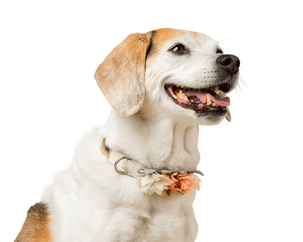 Abby, a Beagle mix, age 13