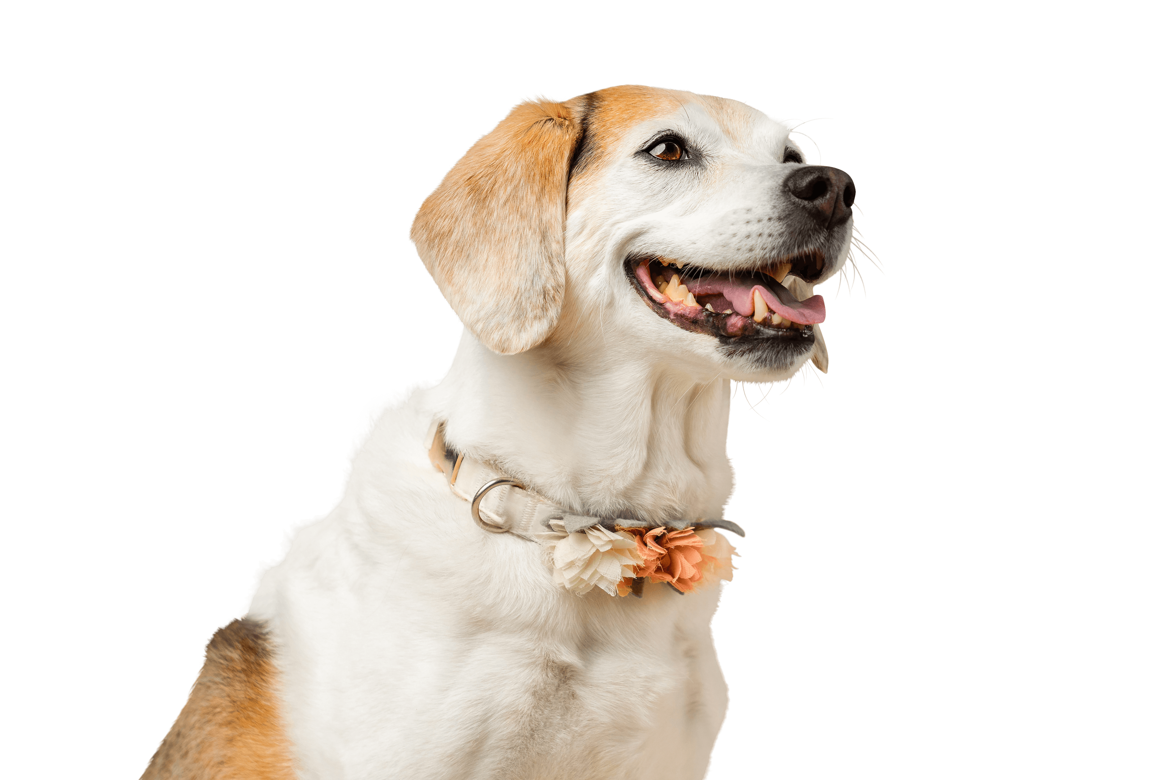 Abby, a Beagle mix, age 13